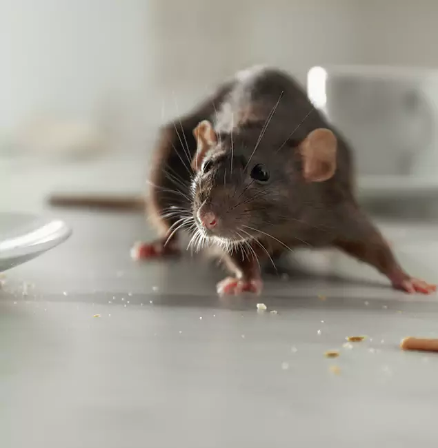 Why Reston Homeowners Choose Reston Pest Control Pro for Mice Control?