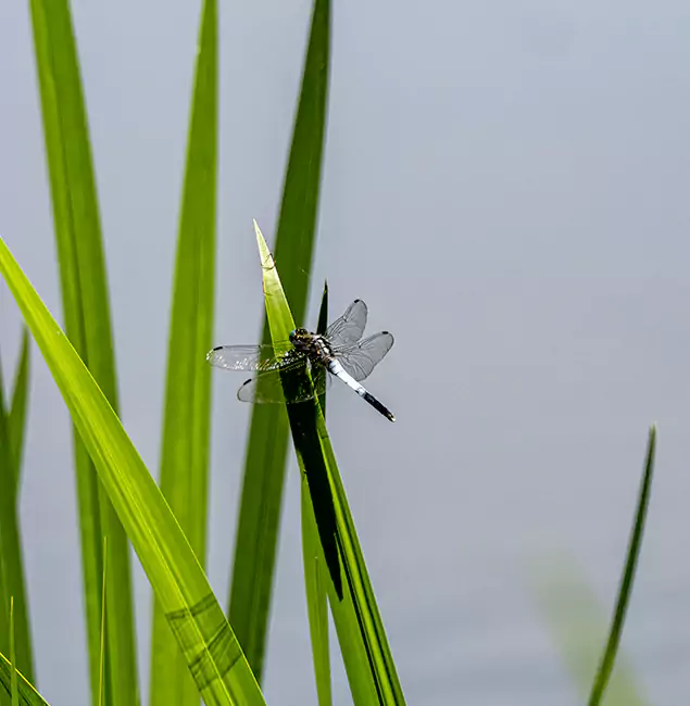 Why Reston Families Trust Reston Pest Control Pro for Mosquito Prevention?