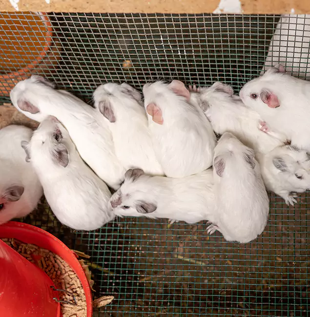 Why Reston Pest Control Pro Is the Trusted Choice in Reston, VA?