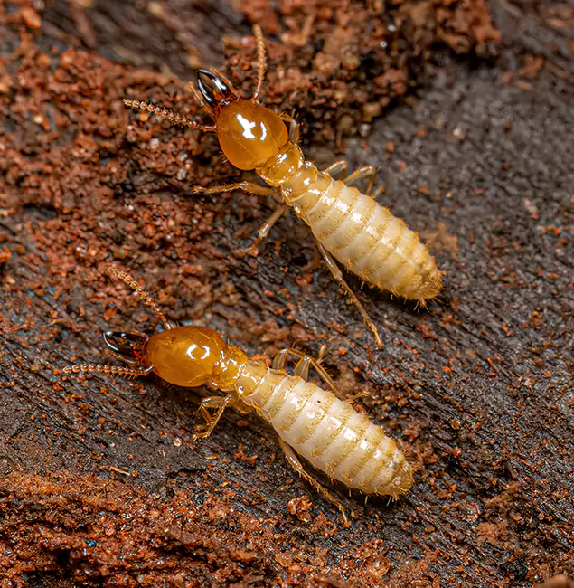 Why Choose Reston Pest Control Pro for Termite Treatment Without Tenting in Reston, VA?