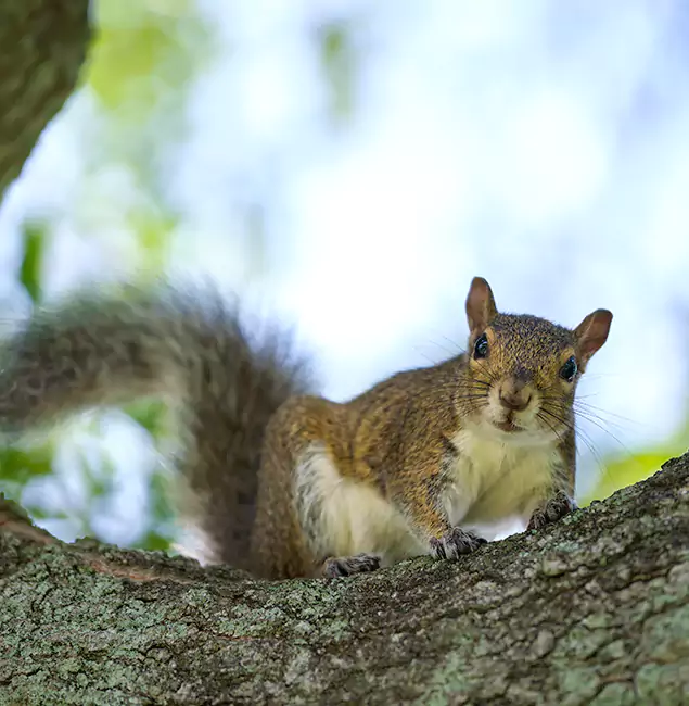 Why Reston, VA Relies on Reston Pest Control Pro for Squirrel Pest Control?
