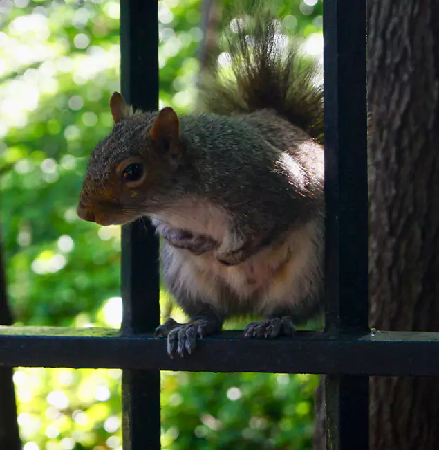 Why Reston, VA Chooses Reston Pest Control Pro for Squirrel Removal?