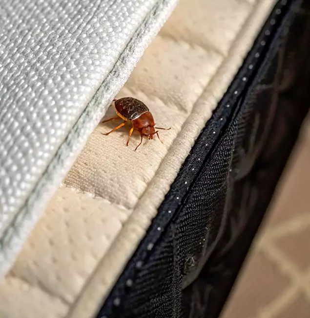 Why Reston Homeowners Trust Reston Pest Control Pro for Tick Treatment?