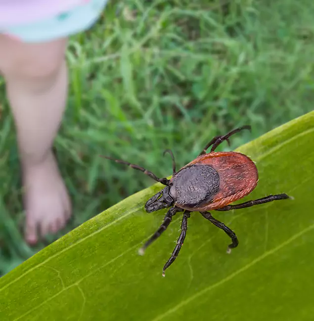 Why Reston Homeowners Choose Reston Pest Control Pro for Tick Extermination?