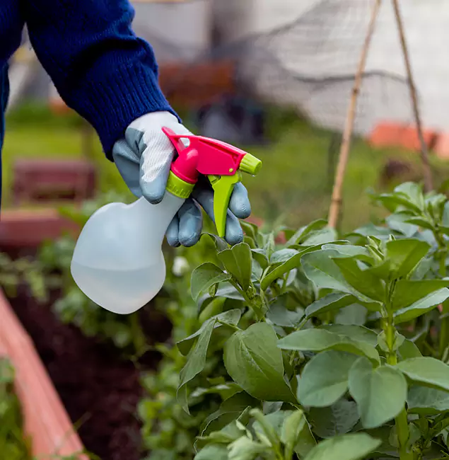 Why Reston Relies on Reston Pest Control Pro for Wasp Control Services?