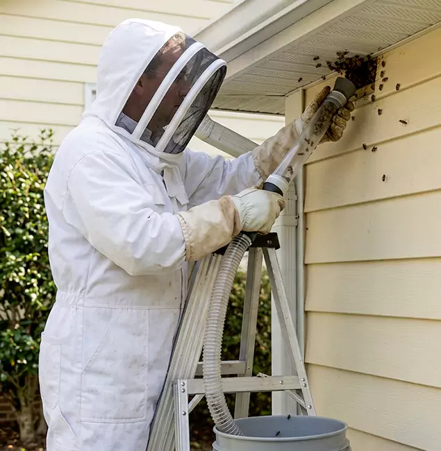 Why Reston Trusts Reston Pest Control Pro for Wasp Control?