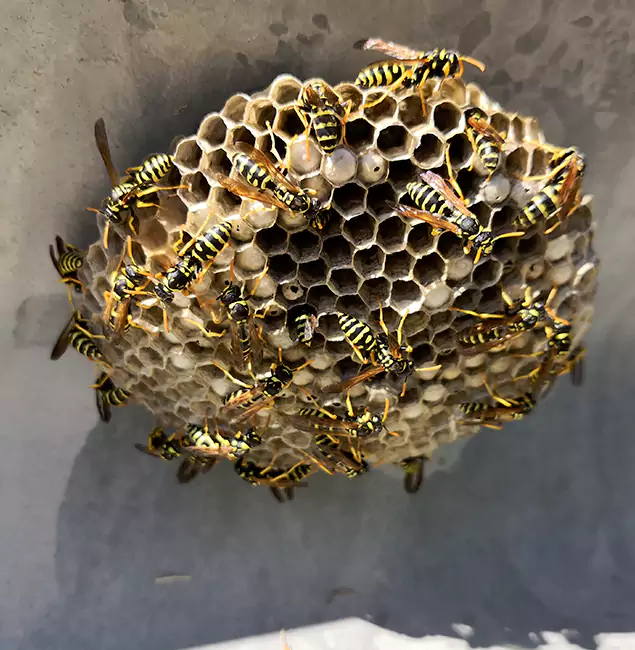 Why Reston Chooses Reston Pest Control Pro for Wasp Control Services?