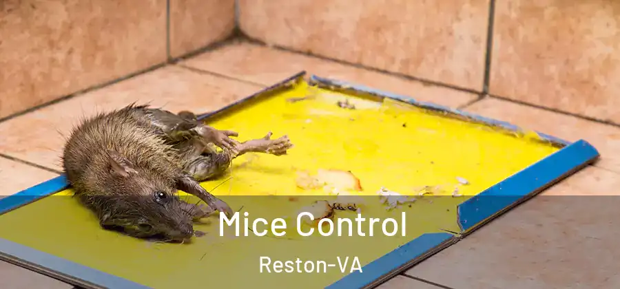 Mice Control Reston-VA