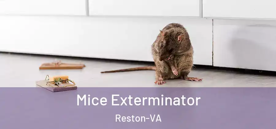 Mice Exterminator Reston-VA