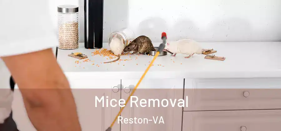 Mice Removal Reston-VA