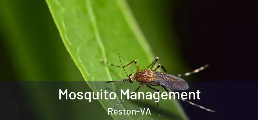 Mosquito Management Reston-VA