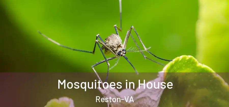 Mosquitoes in House Reston-VA
