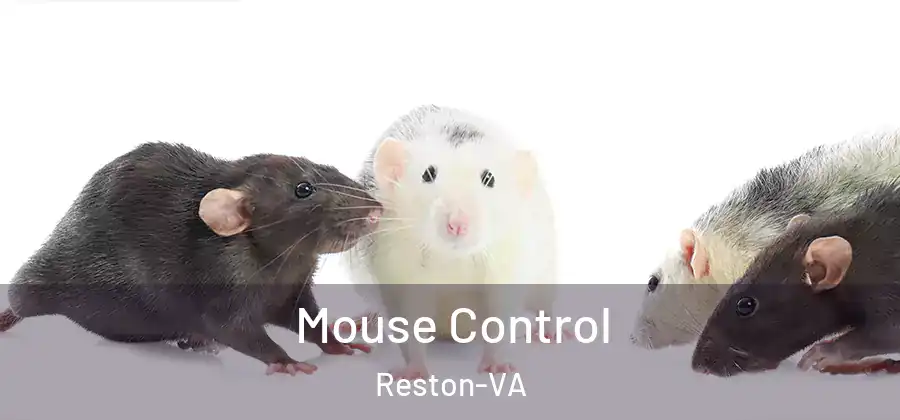 Mouse Control Reston-VA