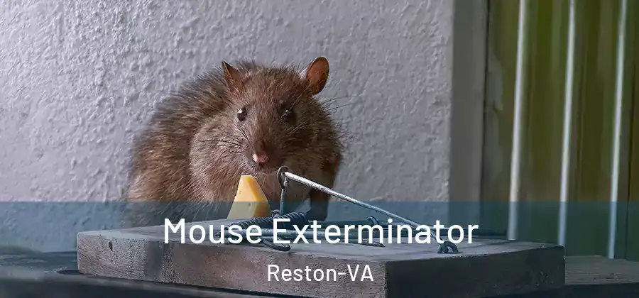 Mouse Exterminator Reston-VA