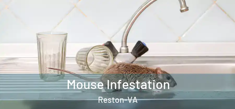  Mouse Infestation Reston-VA
