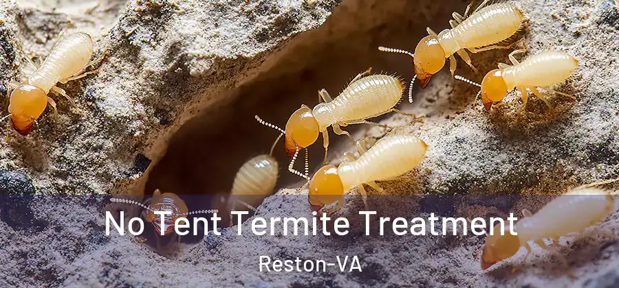 No Tent Termite Treatment Reston-VA