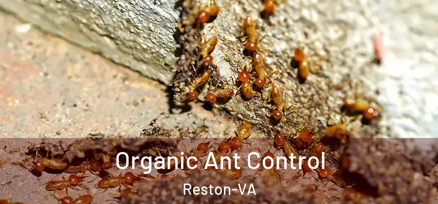 Organic Ant Control Reston-VA
