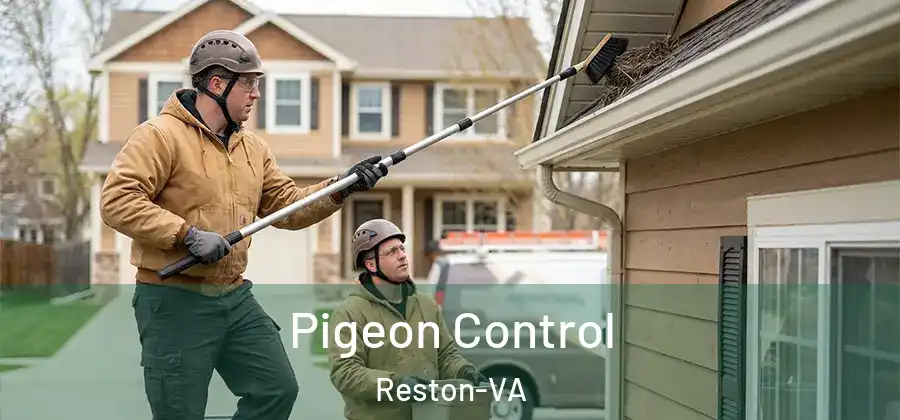 Pigeon Control Reston-VA