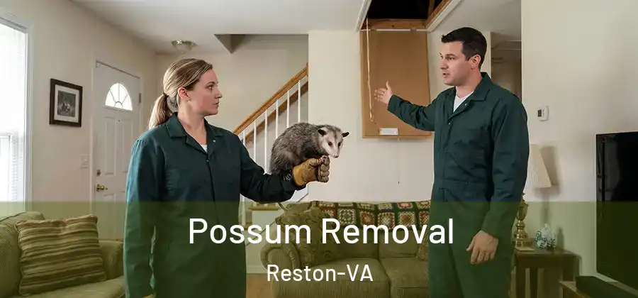 Possum Removal Reston-VA