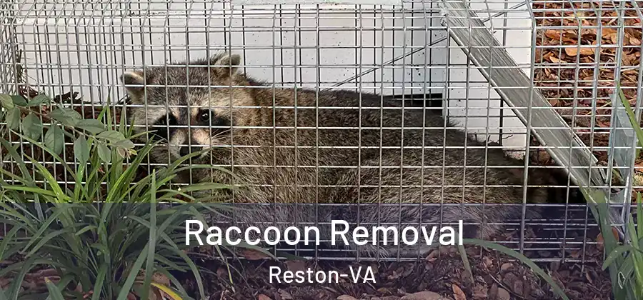 Raccoon Removal Reston-VA