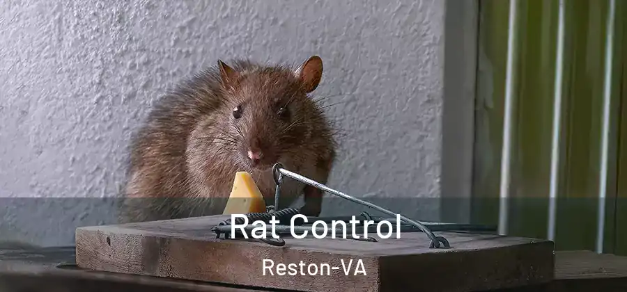 Rat Control Reston-VA
