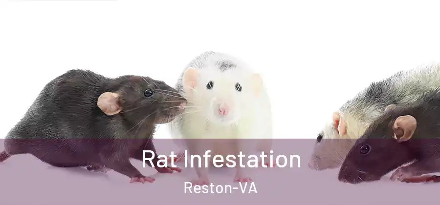 Rat Infestation Reston-VA