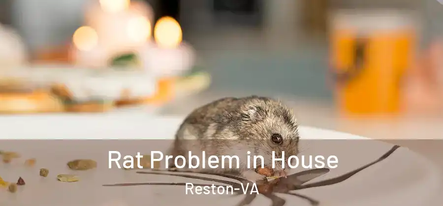 Rat Problem in House Reston-VA
