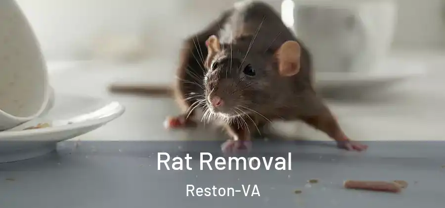 Rat Removal Reston-VA