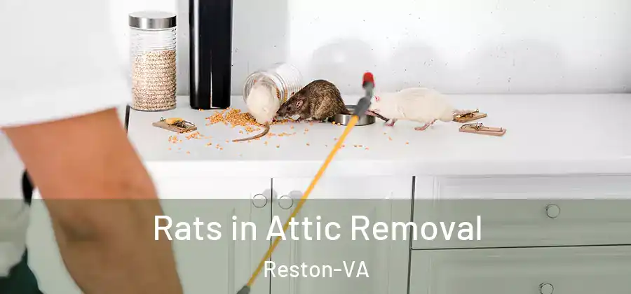 Rats in Attic Removal Reston-VA