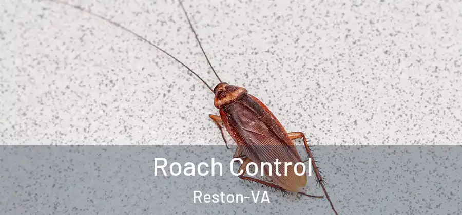 Roach Control Reston-VA