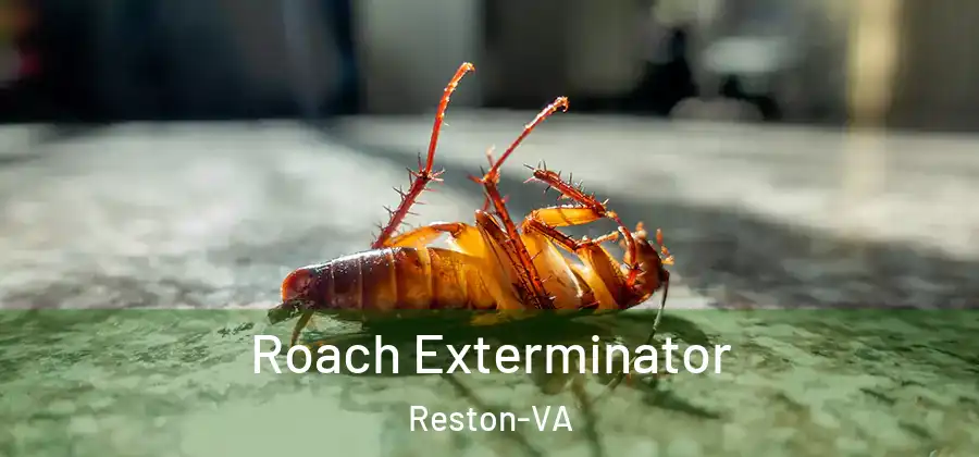 Roach Exterminator Reston-VA