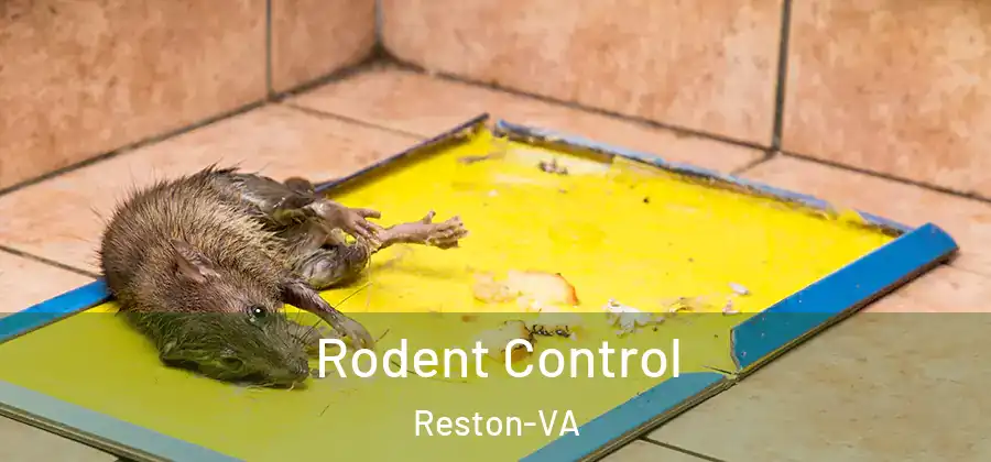  Rodent Control Reston-VA