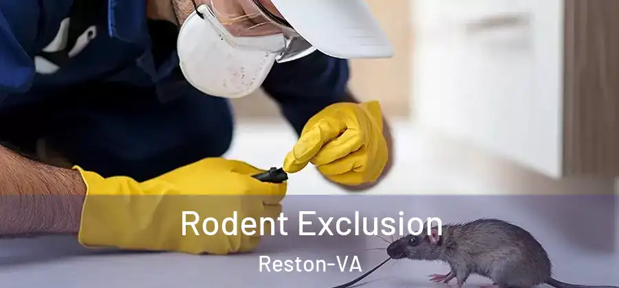 Rodent Exclusion Reston-VA