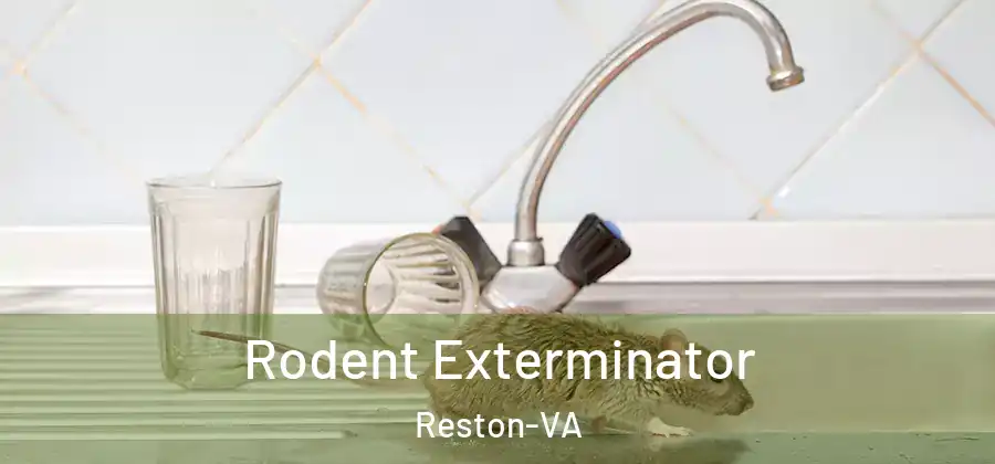 Rodent Exterminator Reston-VA