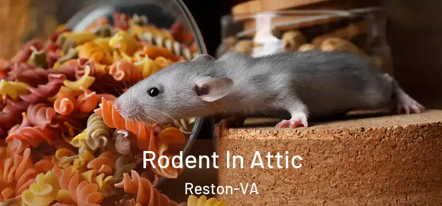  Rodent In Attic Reston-VA