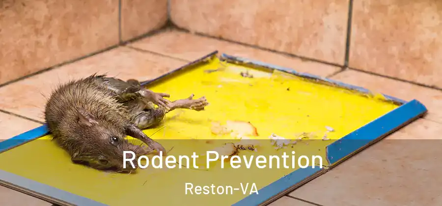 Rodent Prevention Reston-VA