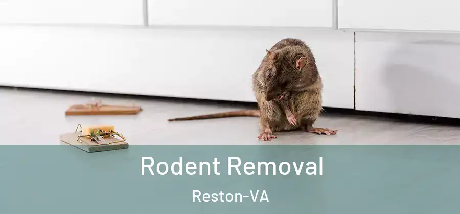 Rodent Removal Reston-VA