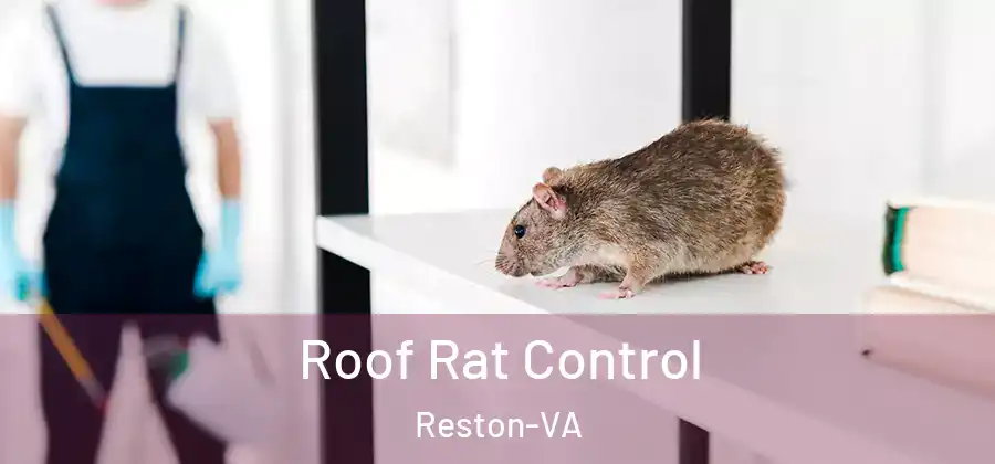 Roof Rat Control Reston-VA