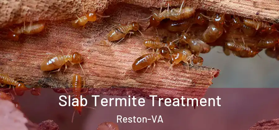 Slab Termite Treatment Reston-VA