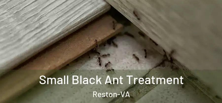 Small Black Ant Treatment Reston-VA
