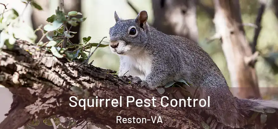  Squirrel Pest Control Reston-VA