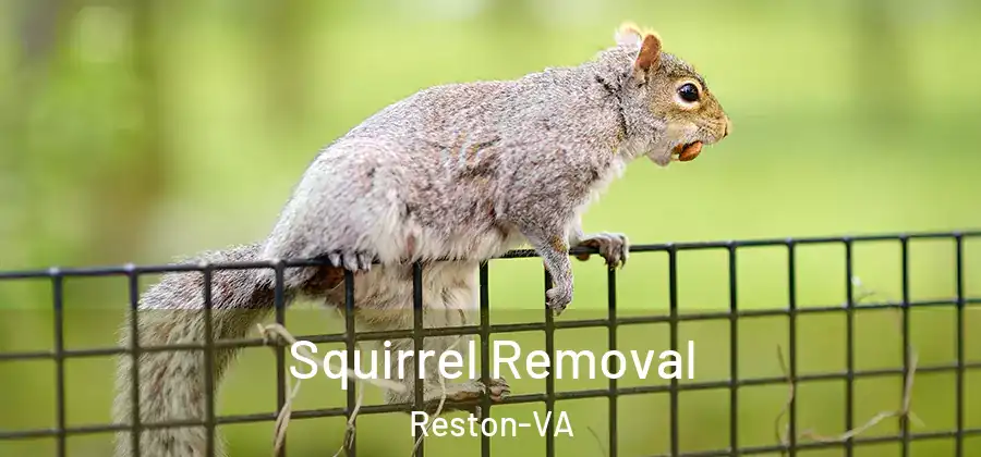 Squirrel Removal Reston-VA