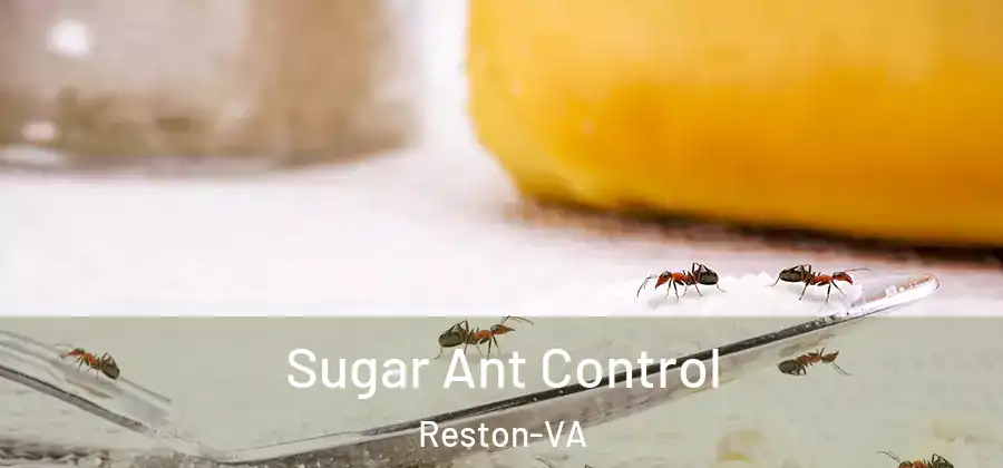 Sugar Ant Control Reston-VA