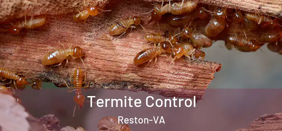 Termite Control Reston-VA