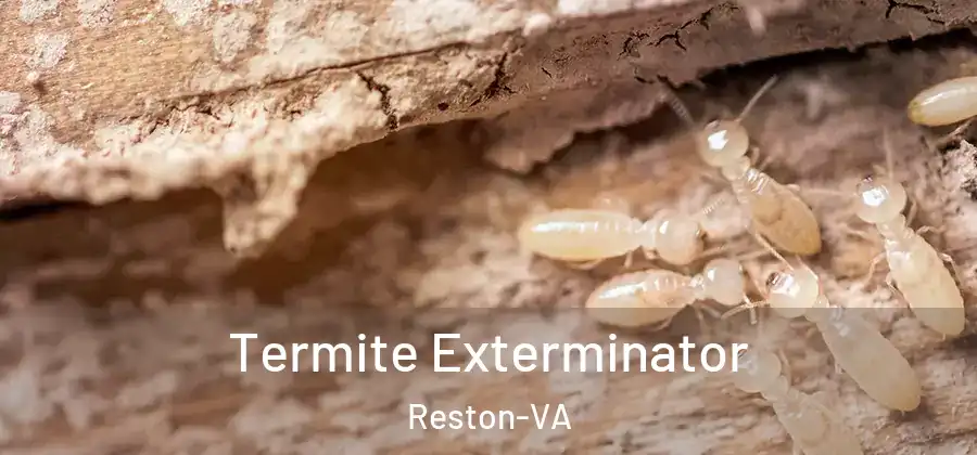 Termite Exterminator Reston-VA
