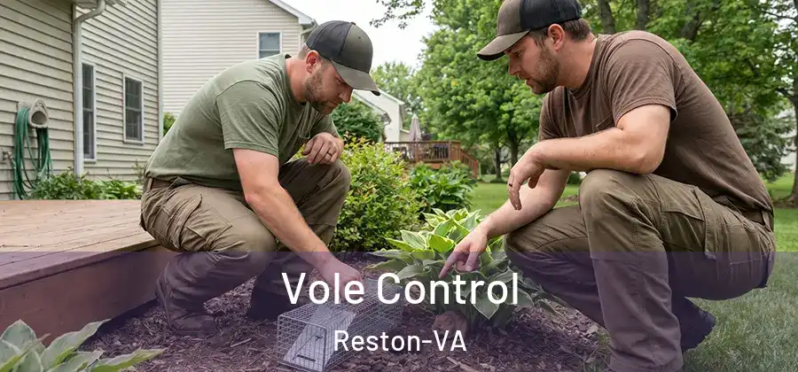 Vole Control Reston-VA