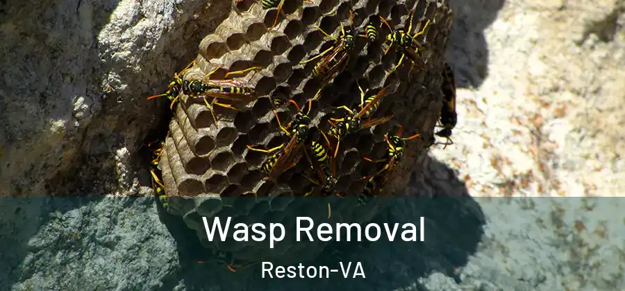 Wasp Removal Reston-VA