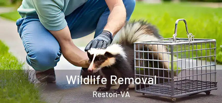  Wildlife Removal Reston-VA