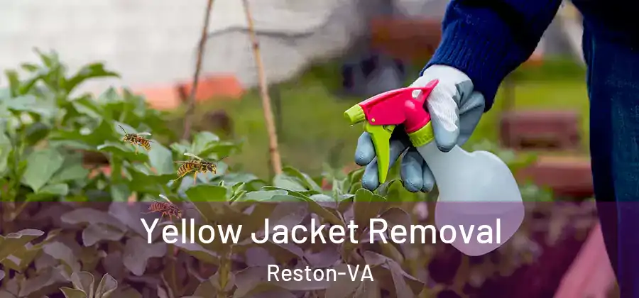 Yellow Jacket Removal Reston-VA
